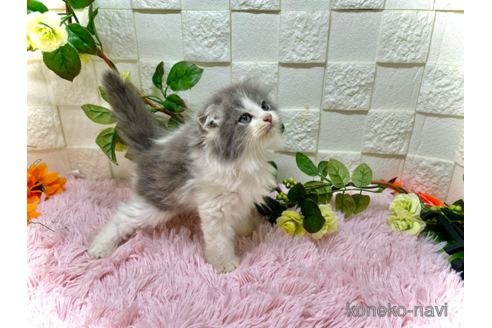 成約済の埼玉県のスコティッシュフォールド(折れ耳)-100708の3枚目